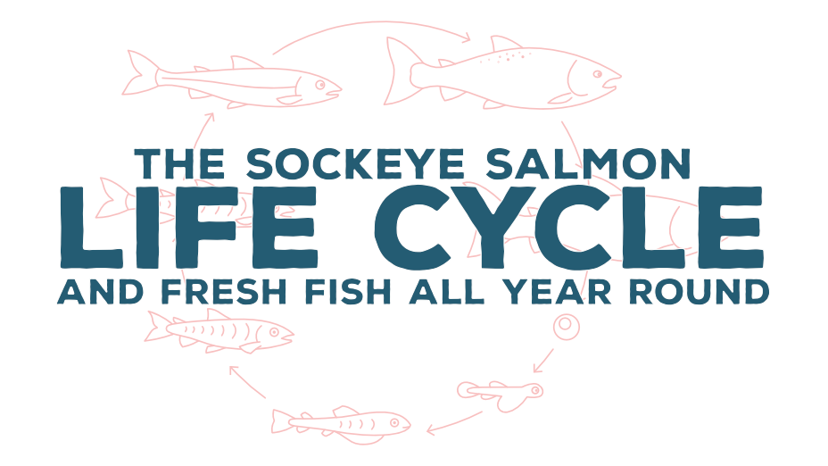 The Sockeye Salmon Life Cycle and Fresh Fish all Year Round