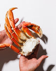 Hand holding a Dungeness crab cluster over a white background