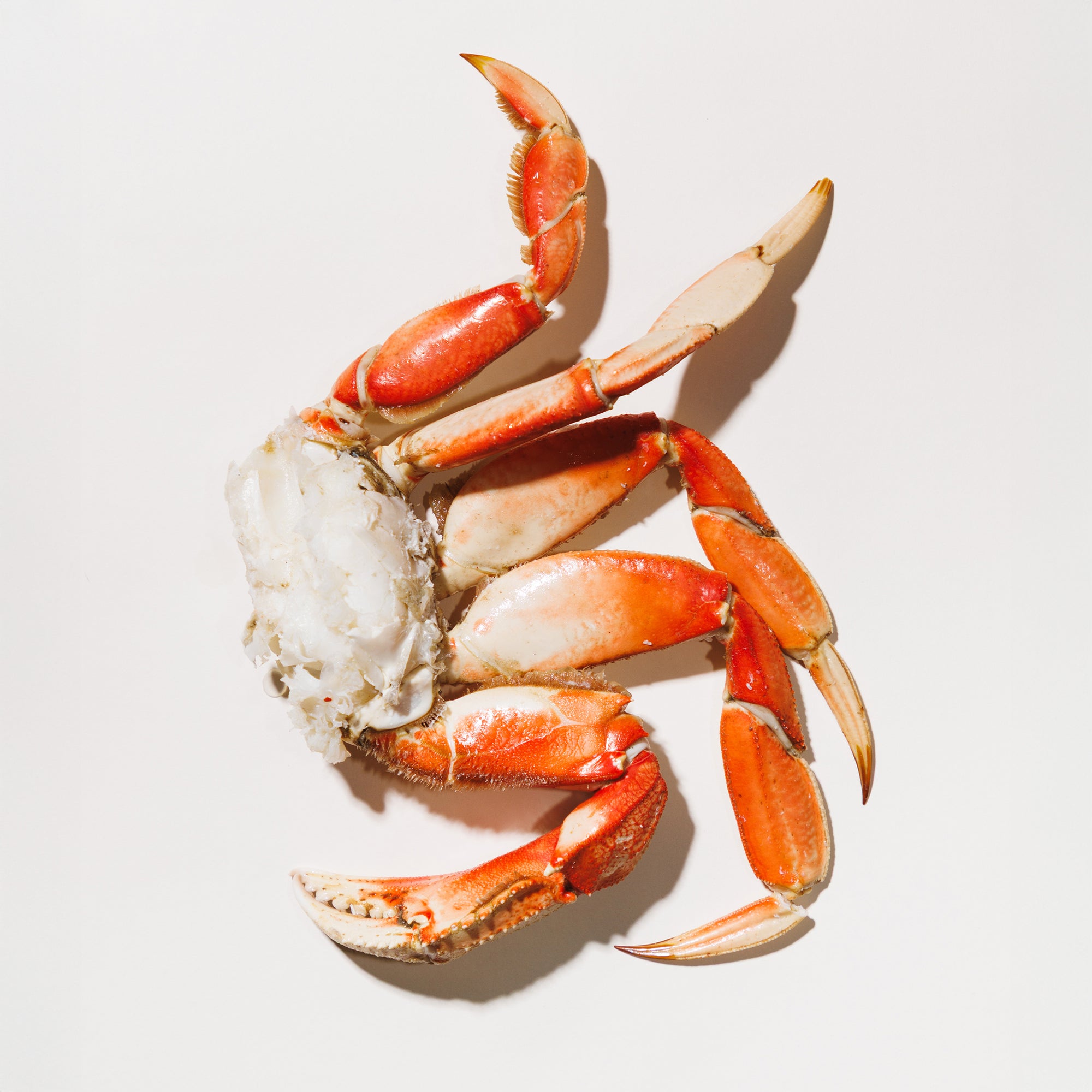 Dungeness crab cluster on a white background