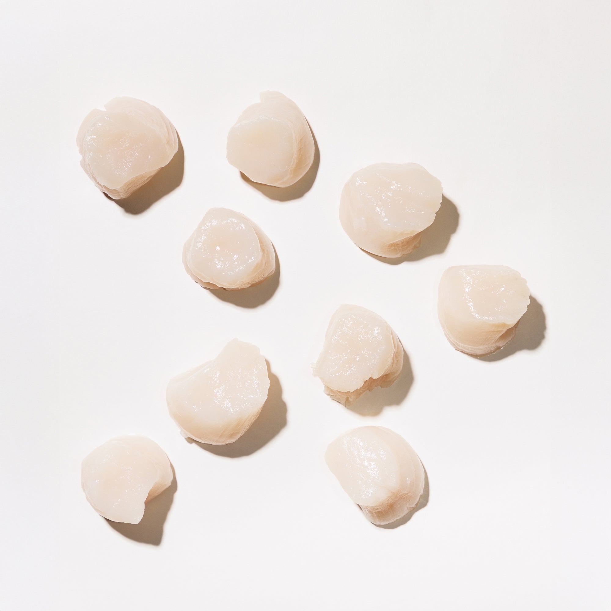 Scallops arranged on a light background