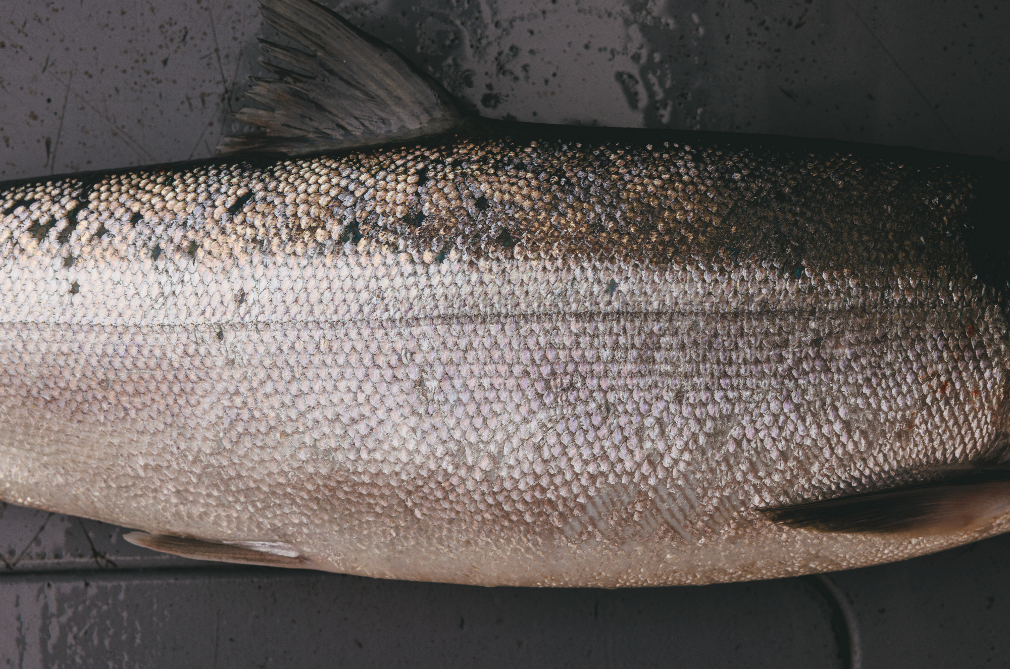 sockeye salmon with beautiful scales on the deck of a boat
