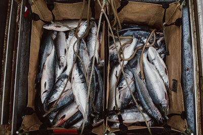 Black Cod vs. Lingcod vs. Pacific Cod: What’s the Catch? – Wild For Salmon