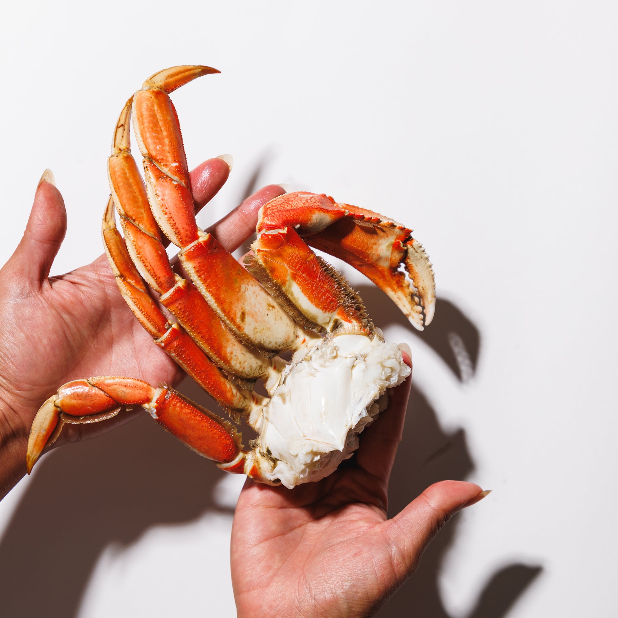 Hand holding a Dungeness crab cluster over a white background